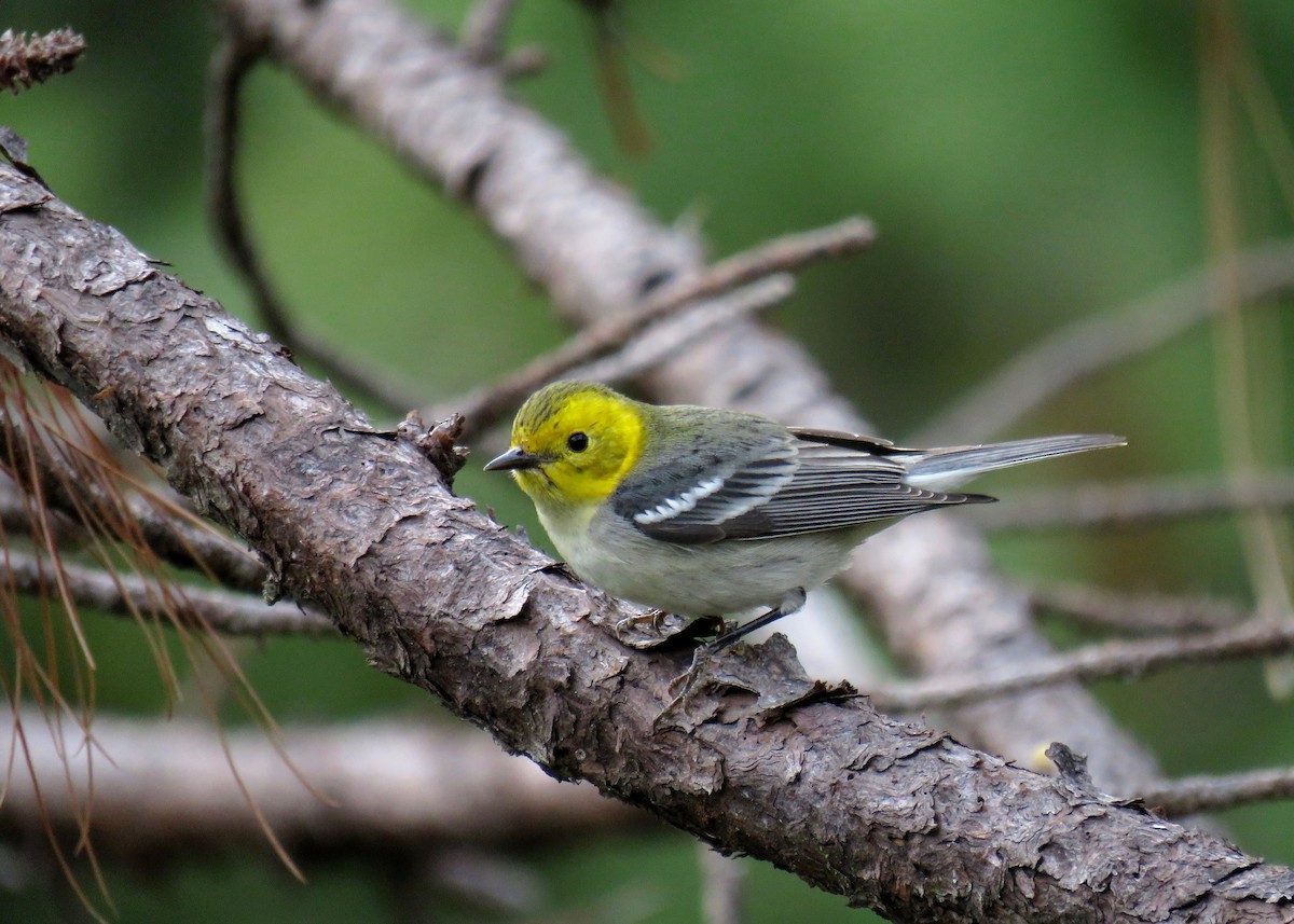 Hermit Warbler - John van Dort