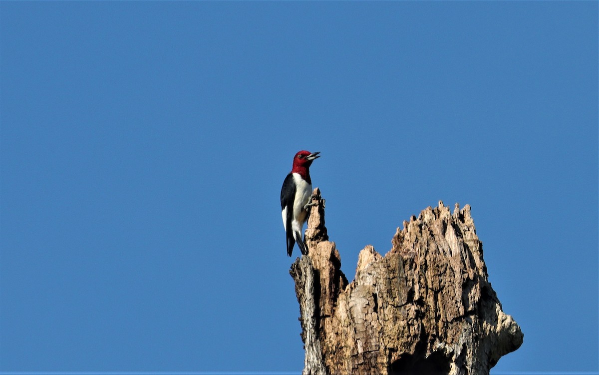 Red-headed Woodpecker - Daniel Kaplan