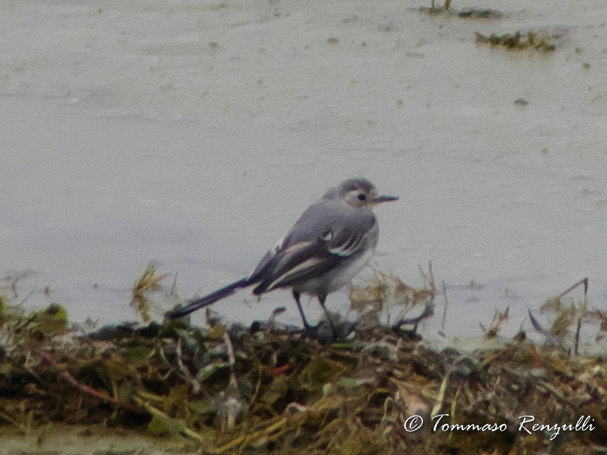 White Wagtail (White-faced) - Tommaso Renzulli