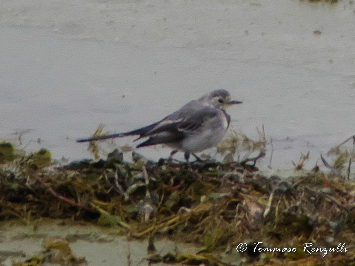 White Wagtail (White-faced) - Tommaso Renzulli