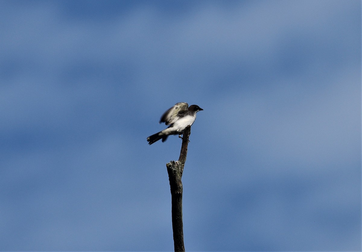 Eastern Kingbird - Daniel Kaplan