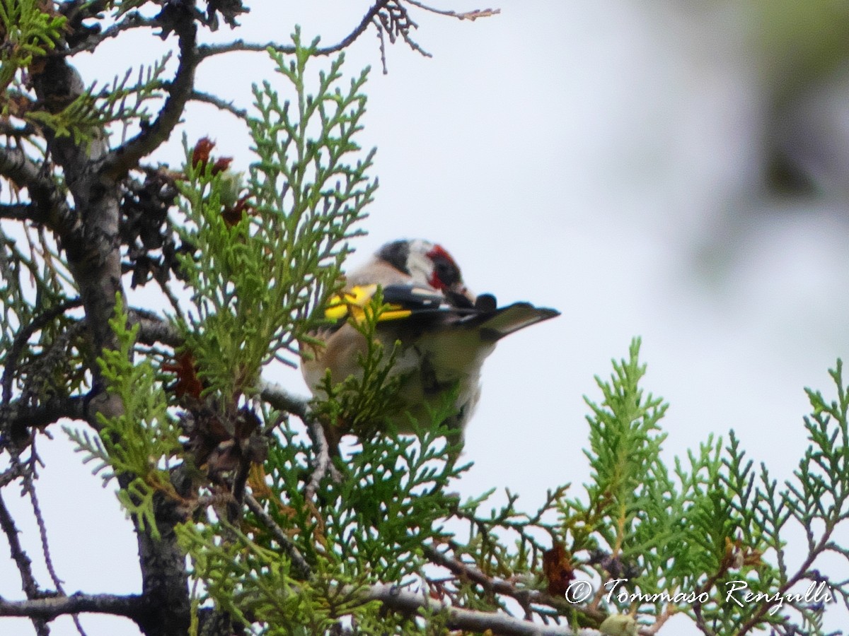 Chardonneret élégant - ML370756171