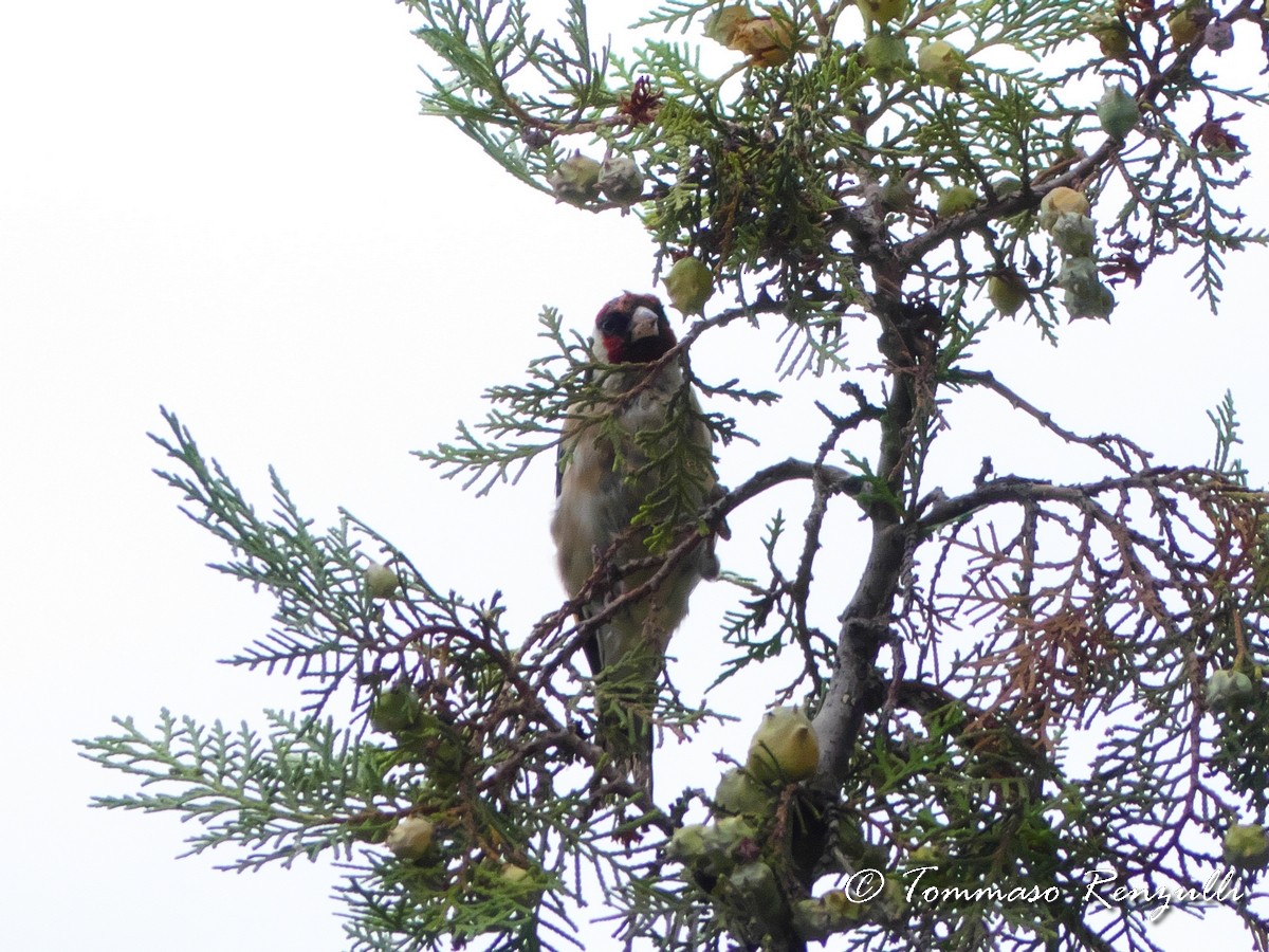 European Goldfinch - ML370756181