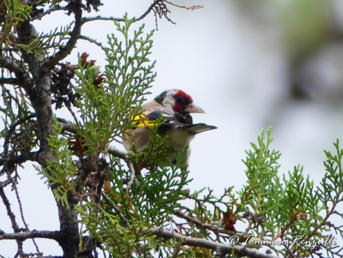 European Goldfinch - ML370756191