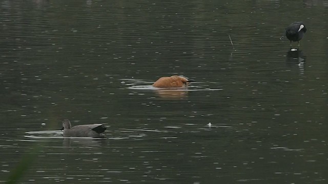 Ruddy Shelduck - ML370756781