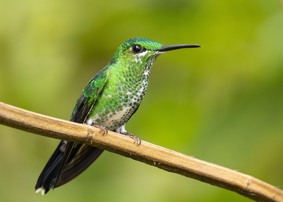 Green-crowned Brilliant - Hannah Willars 🦆