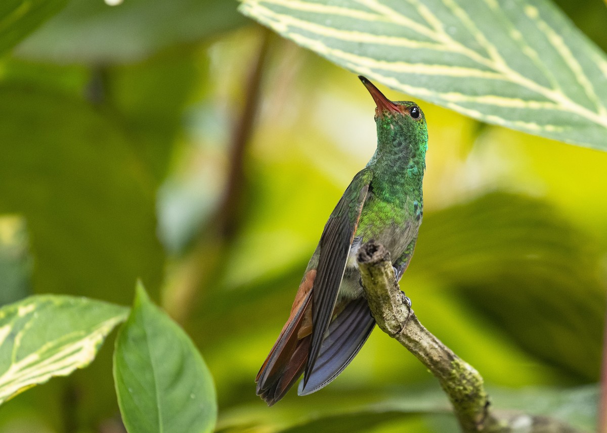 Rufous-tailed Hummingbird - ML370757561