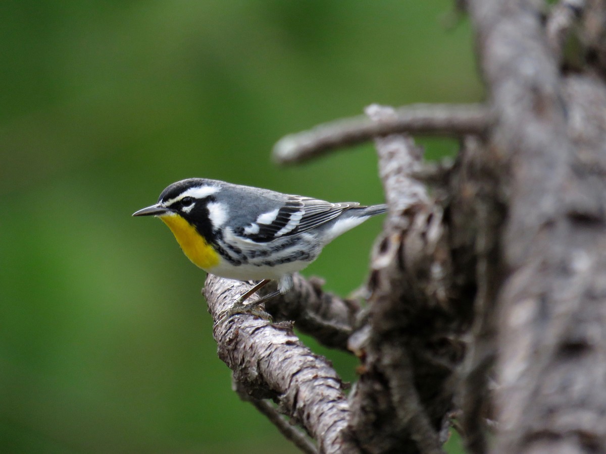 Yellow-throated Warbler - ML37075861