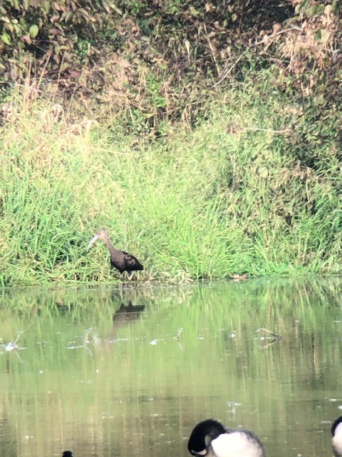 White-faced Ibis - ML370758981