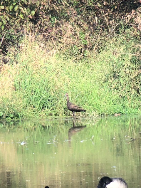 White-faced Ibis - ML370759351