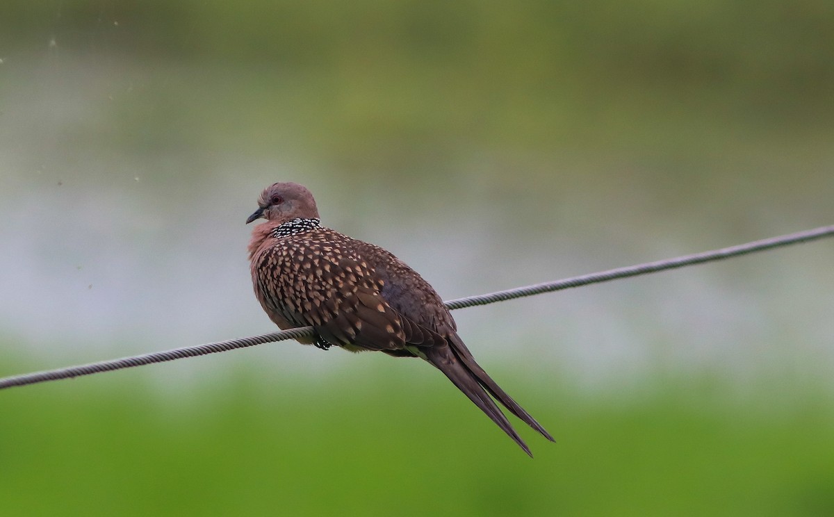 Spotted Dove - ML370761031