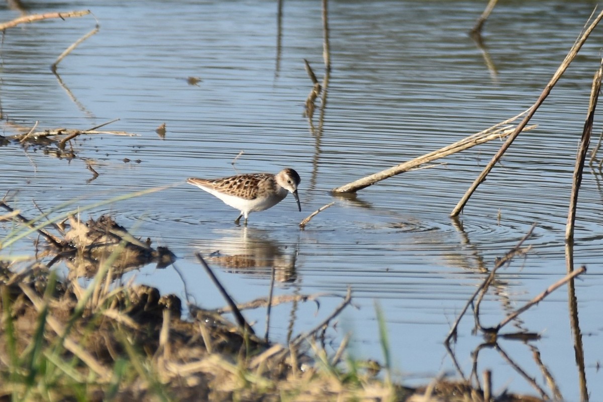 Least Sandpiper - ML370762381