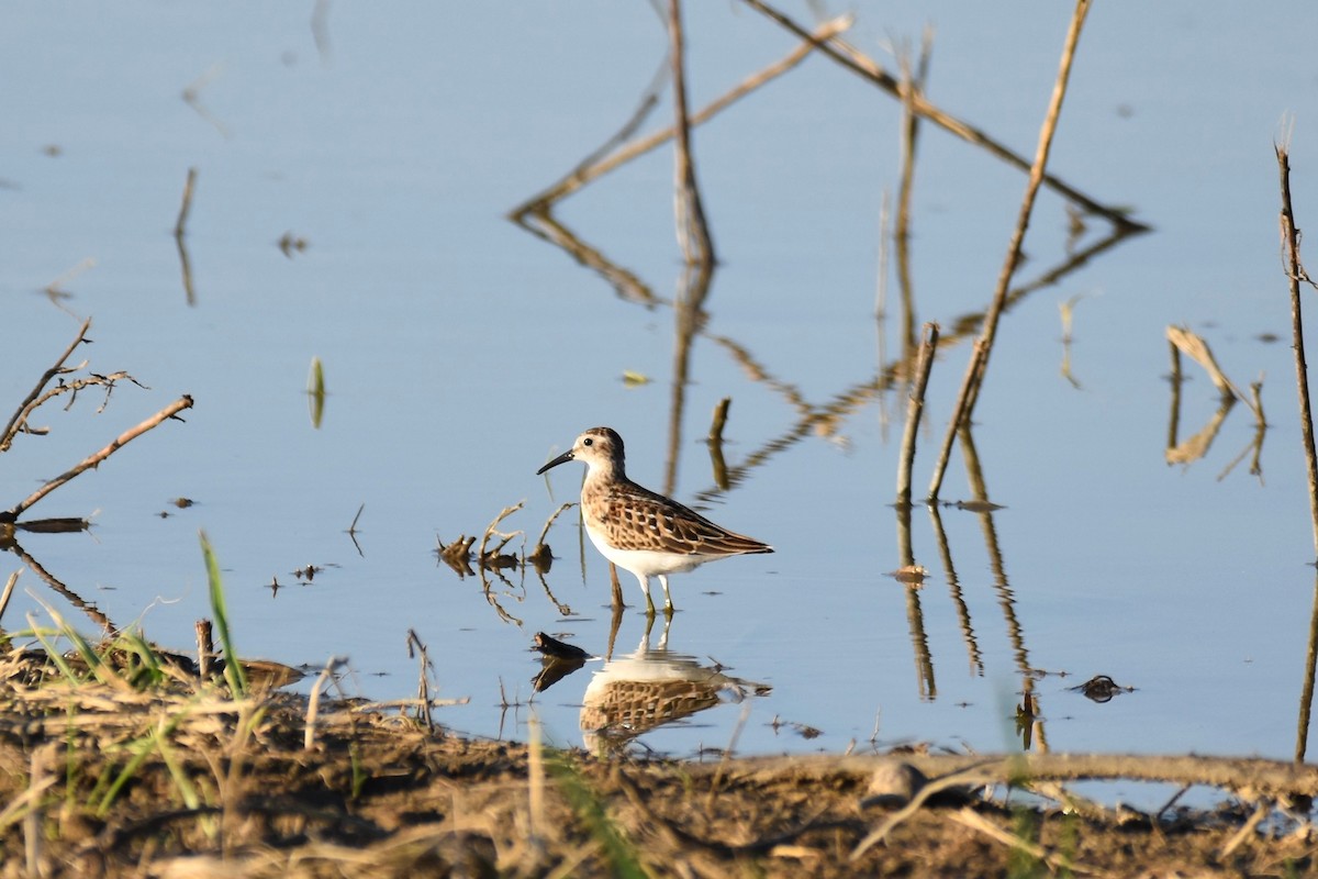 Least Sandpiper - ML370762391
