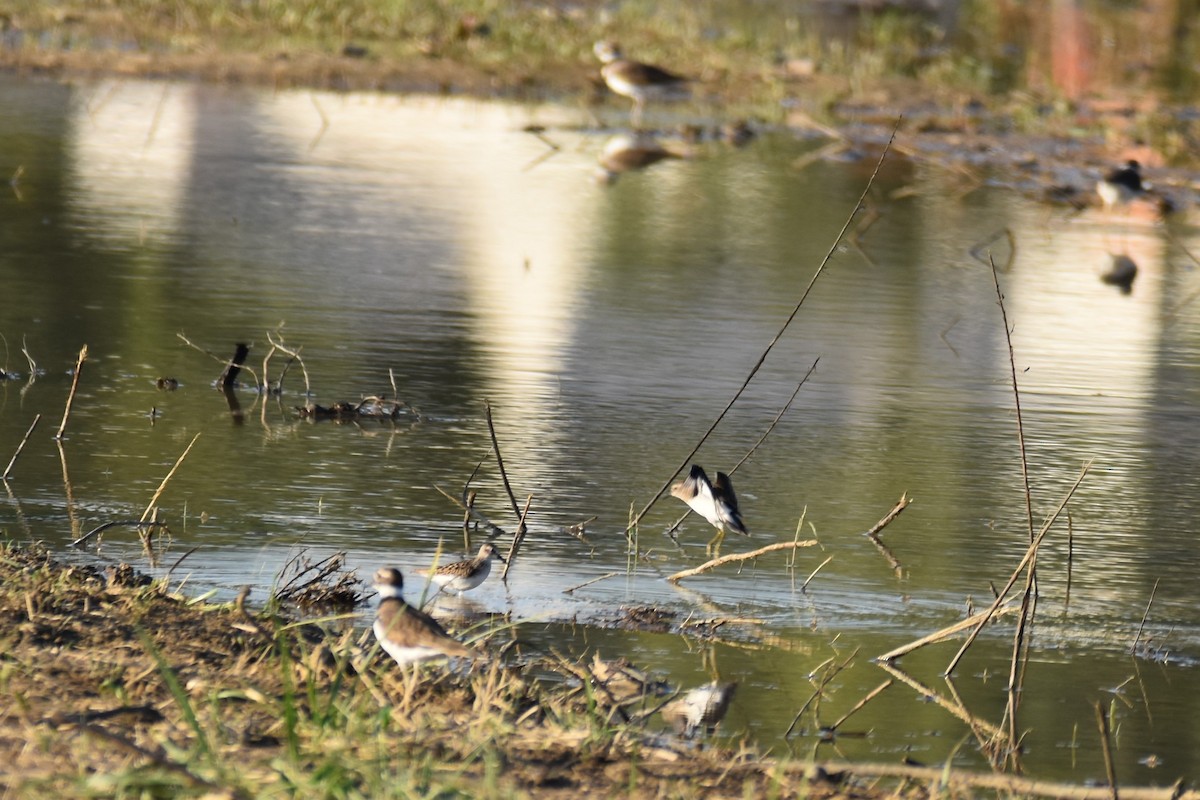 Least Sandpiper - ML370762431