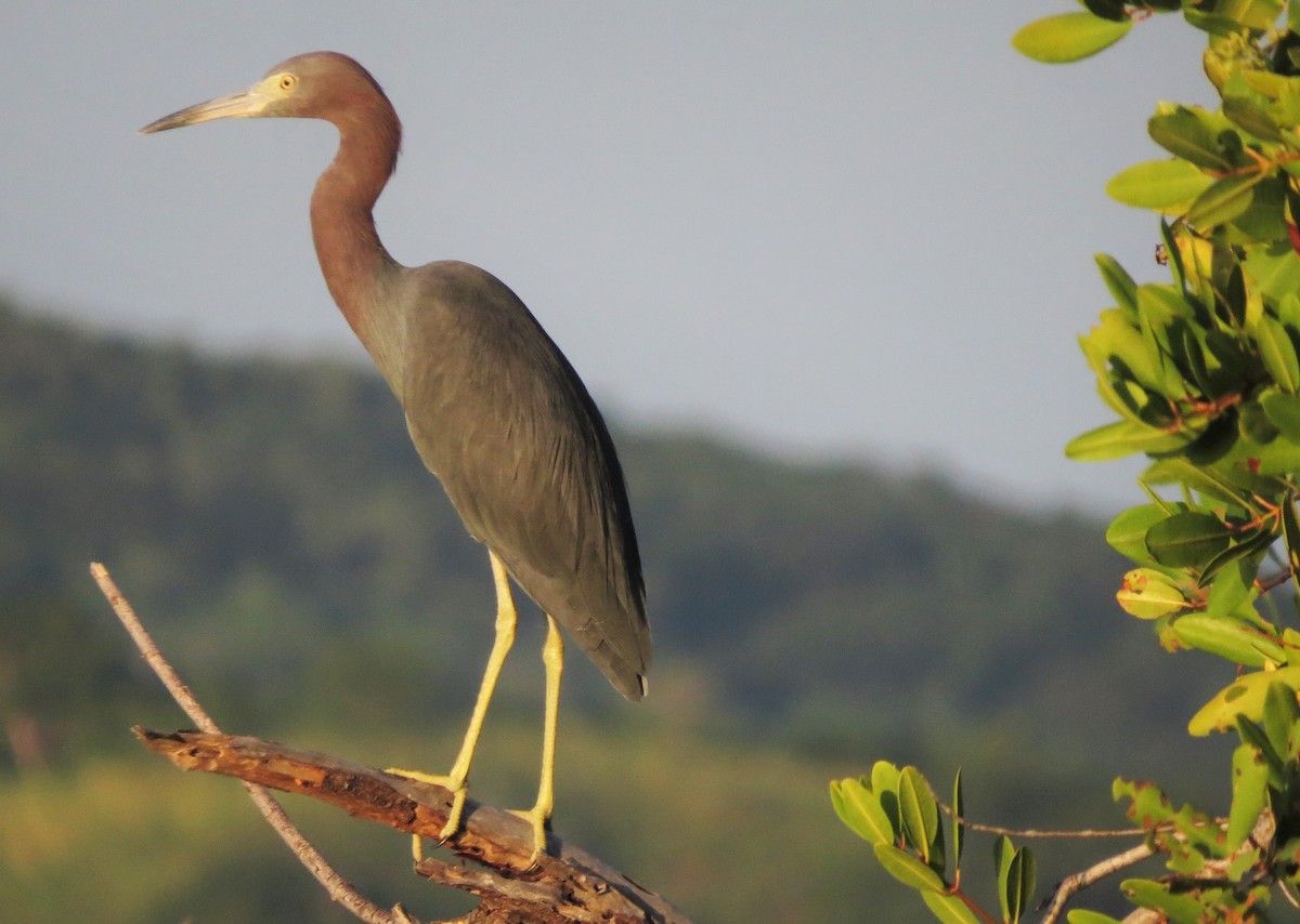 Little Blue Heron - ML37076291