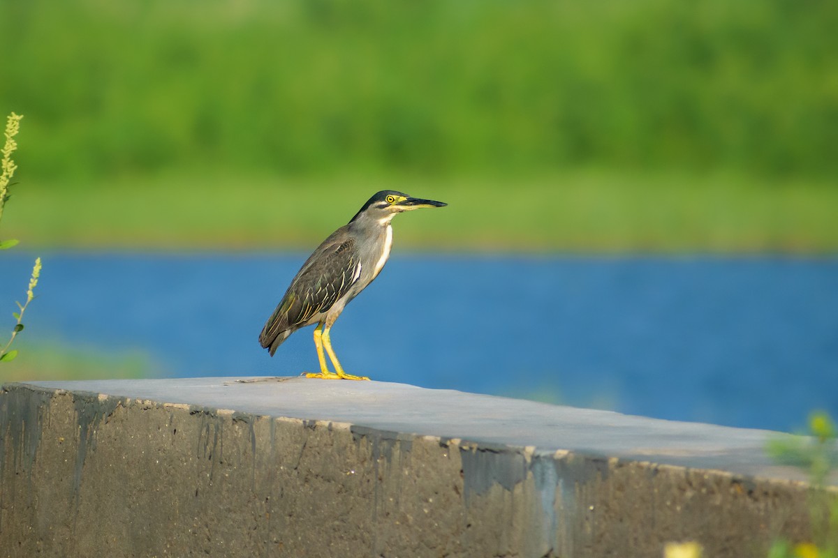 Striated Heron - ML370764021