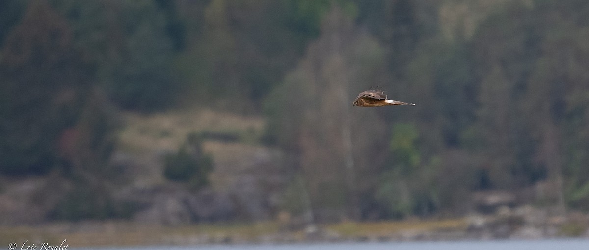 Hen Harrier - ML370764411