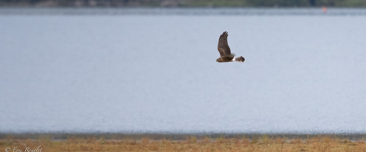 Aguilucho Pálido - ML370764431