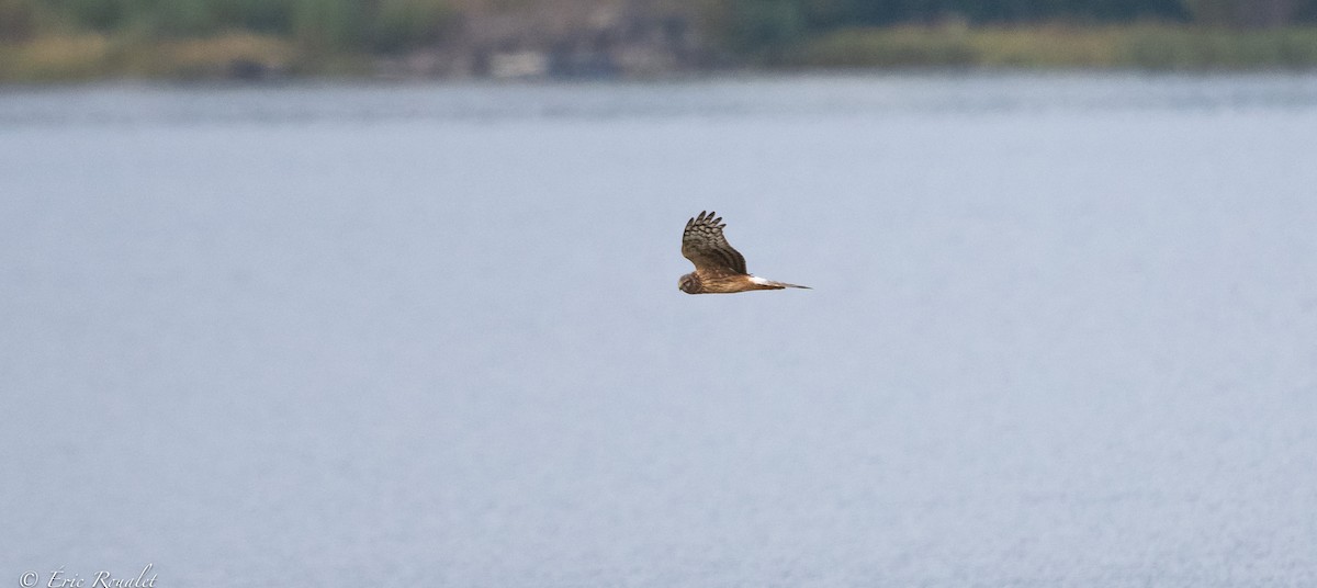 Hen Harrier - ML370764441