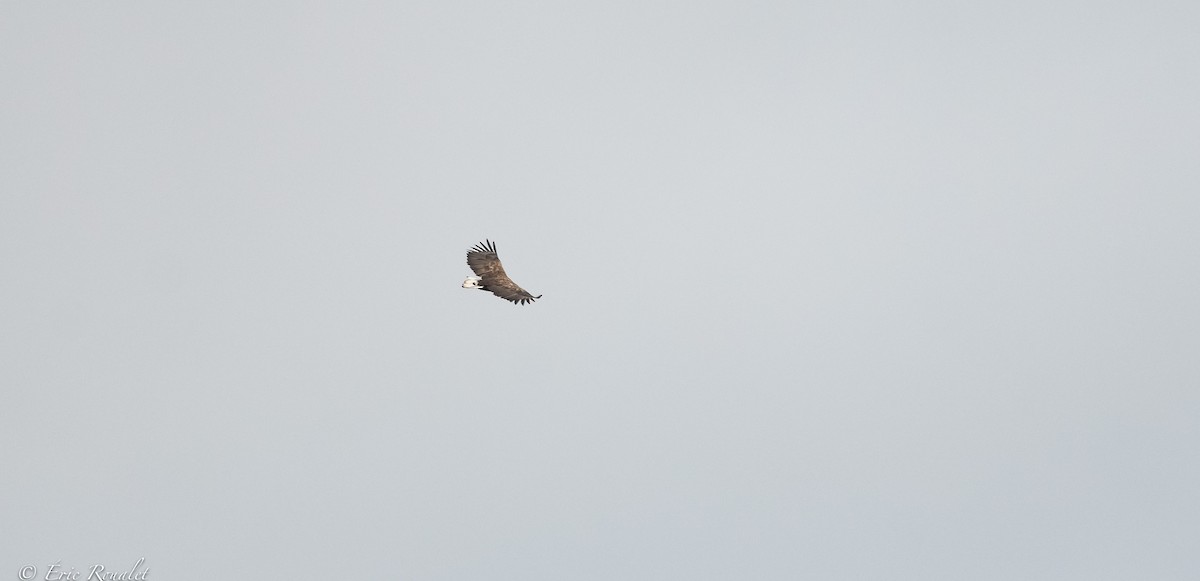 White-tailed Eagle - ML370764761