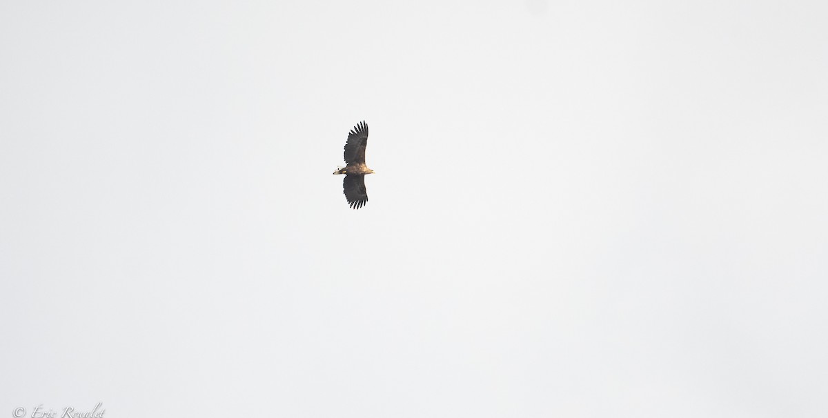 White-tailed Eagle - ML370764781