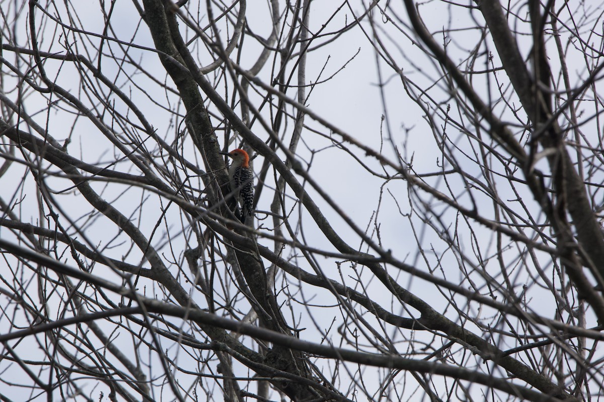 Red-bellied Woodpecker - ML370765011