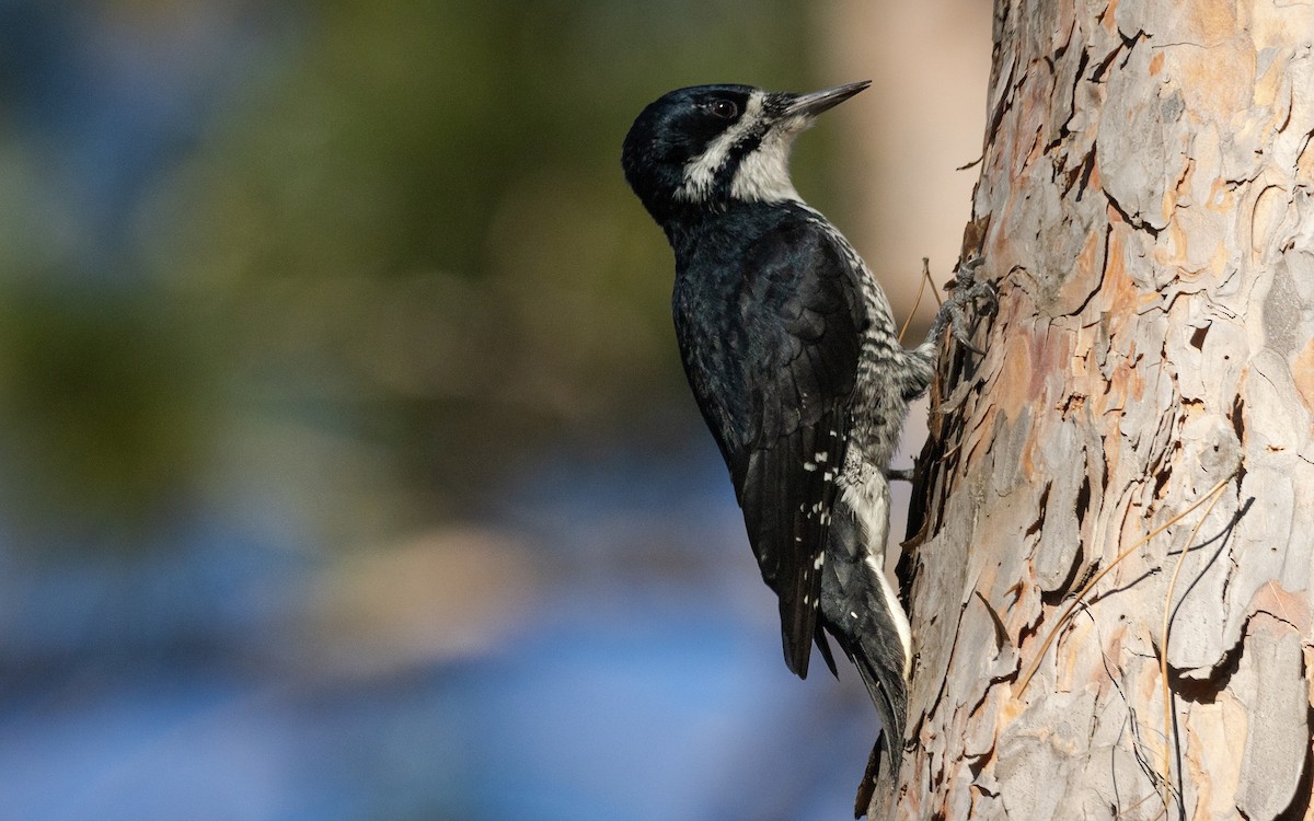 Black-backed Woodpecker - ML370765661