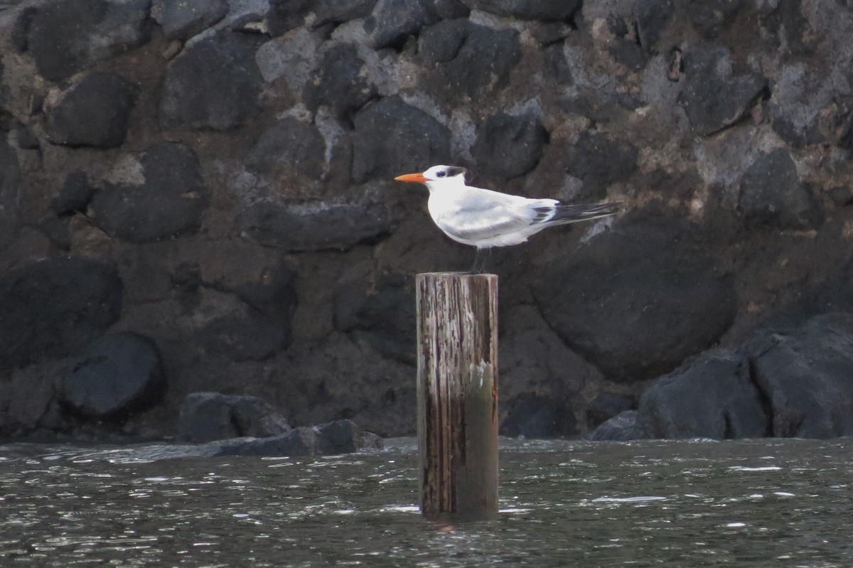 Royal Tern - ML37076571