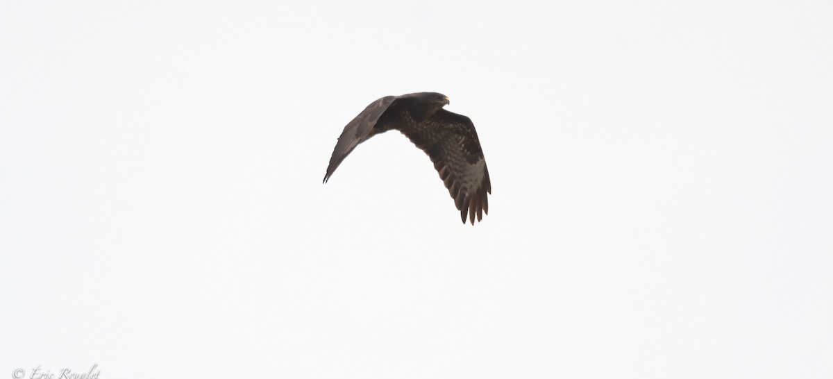 Common Buzzard (Western) - ML370766181