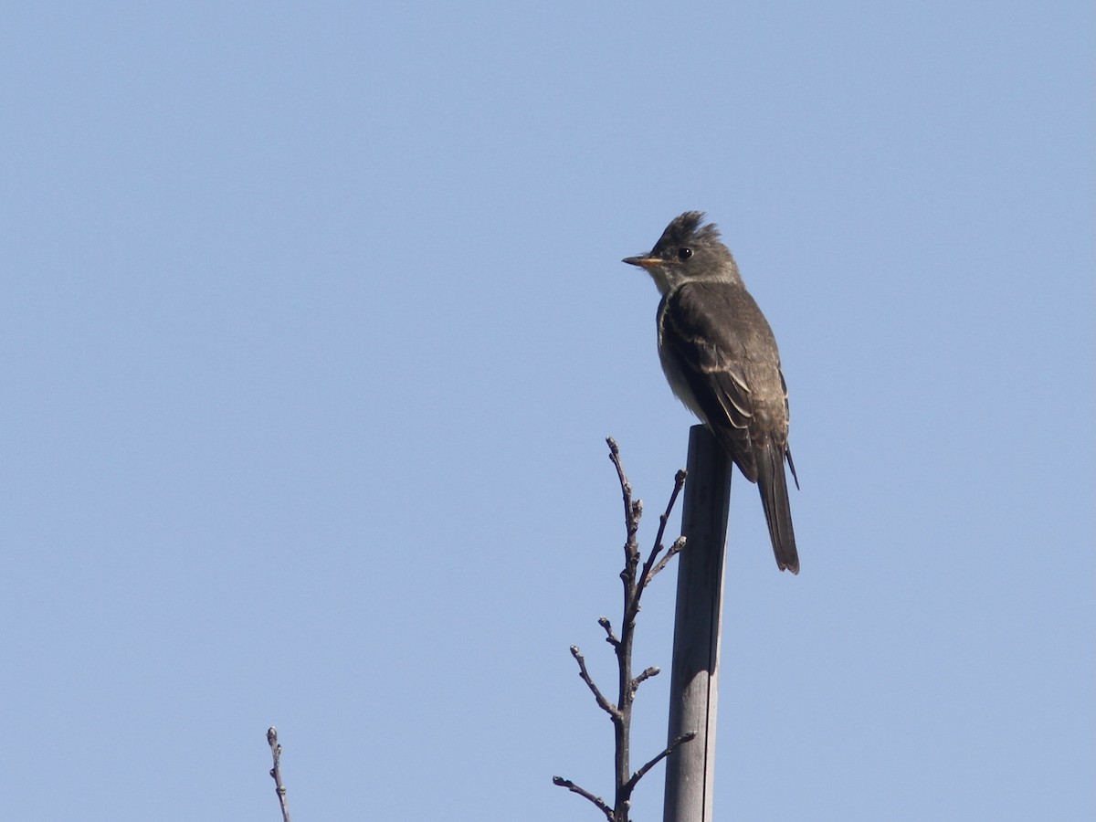 Eastern Wood-Pewee - ML370766541