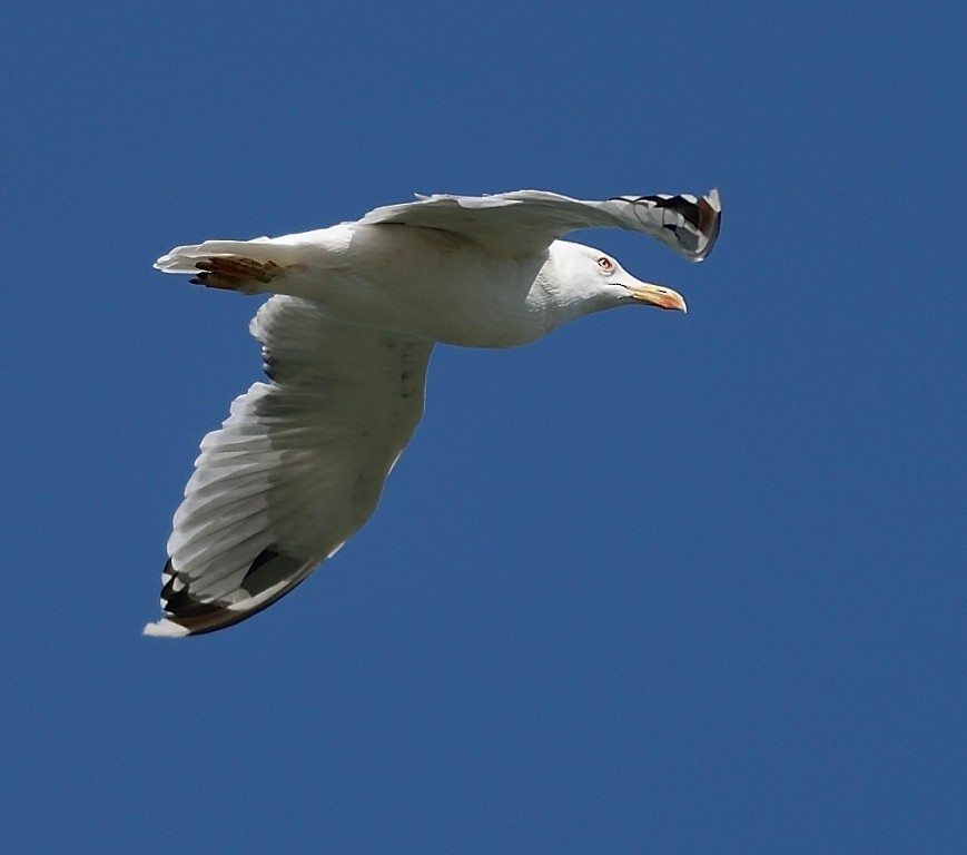 Yellow-legged Gull - Gordan Pomorišac