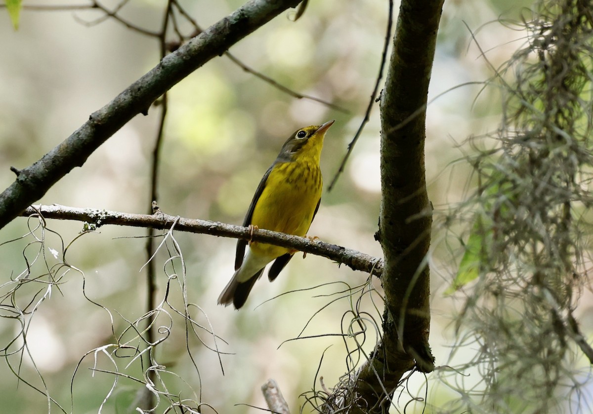 kanadaparula - ML370768871