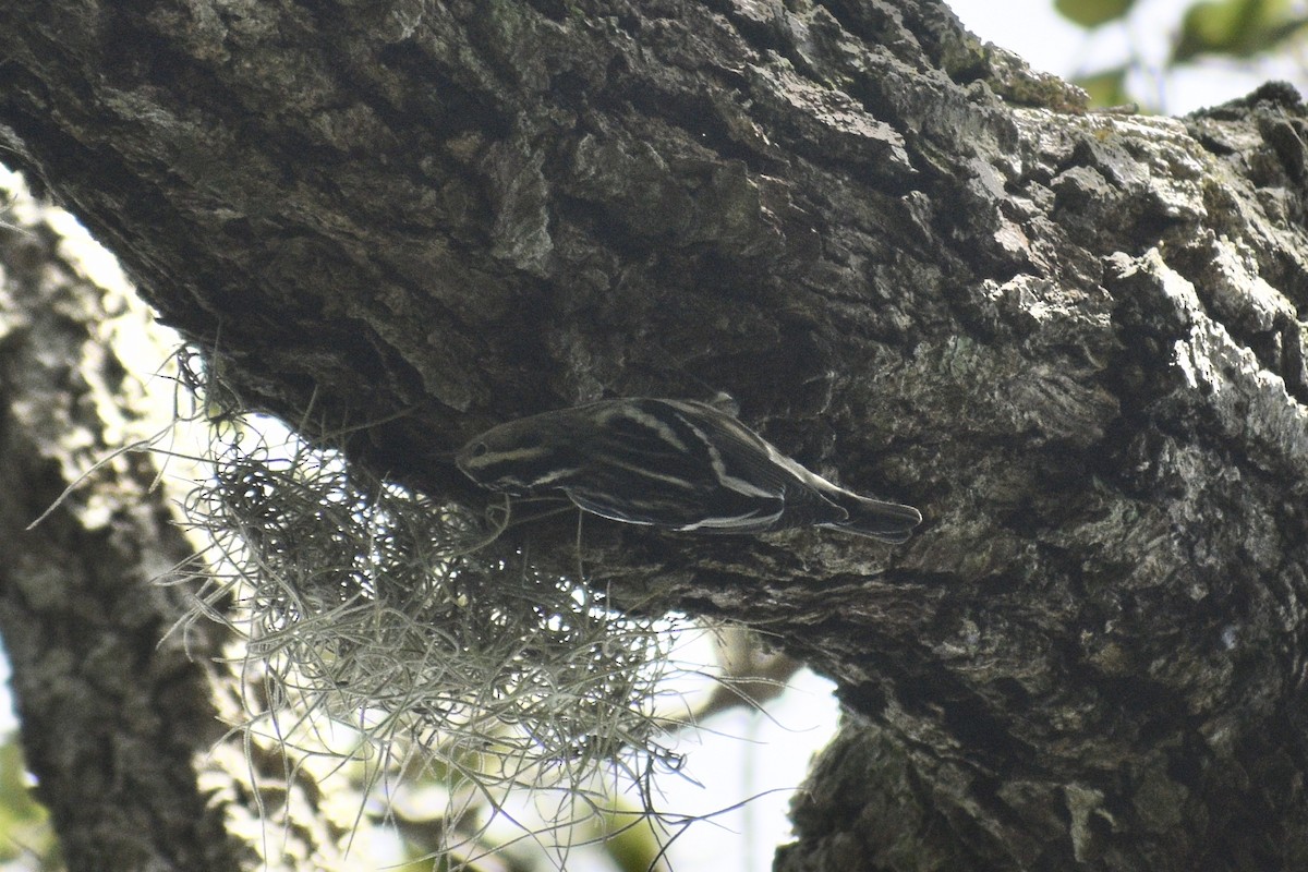 Black-and-white Warbler - ML370769271