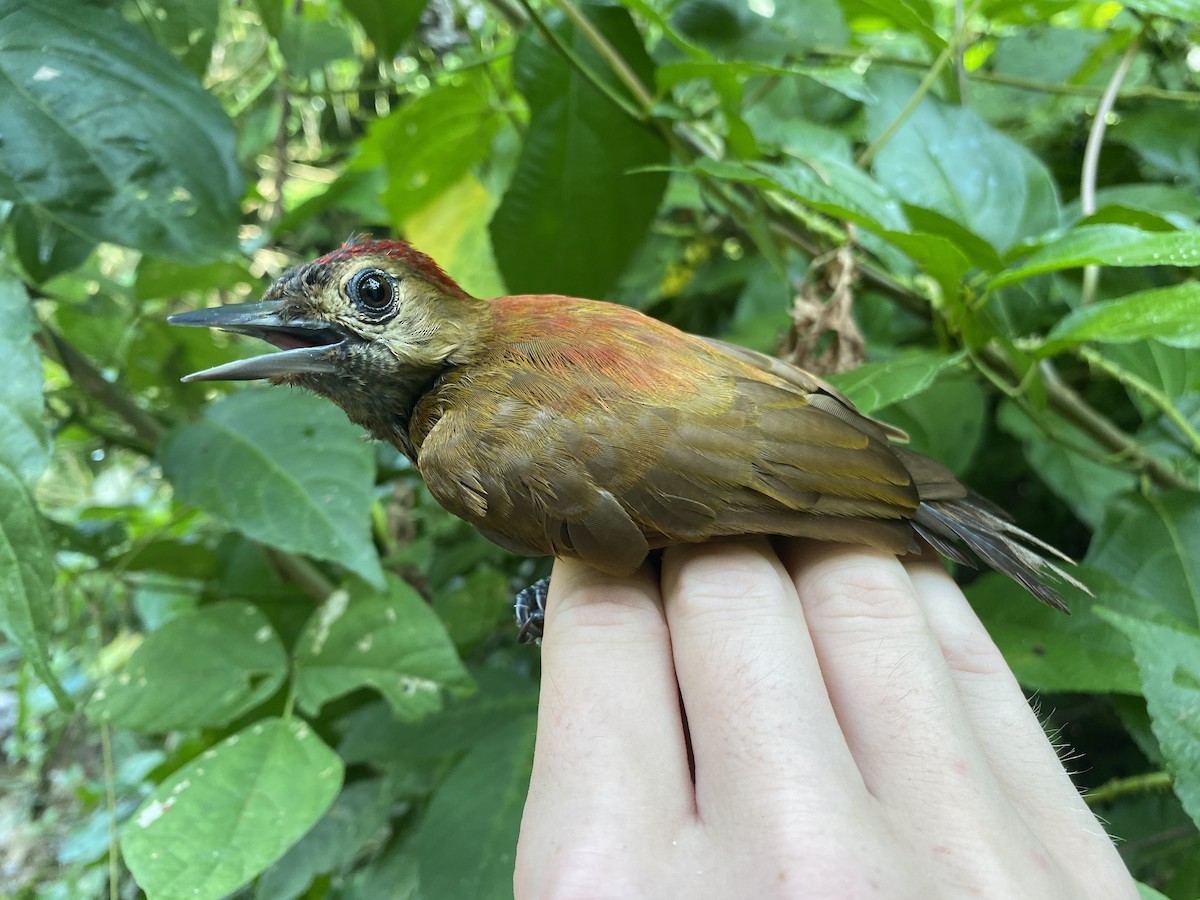 Smoky-brown Woodpecker - Chris Sayers