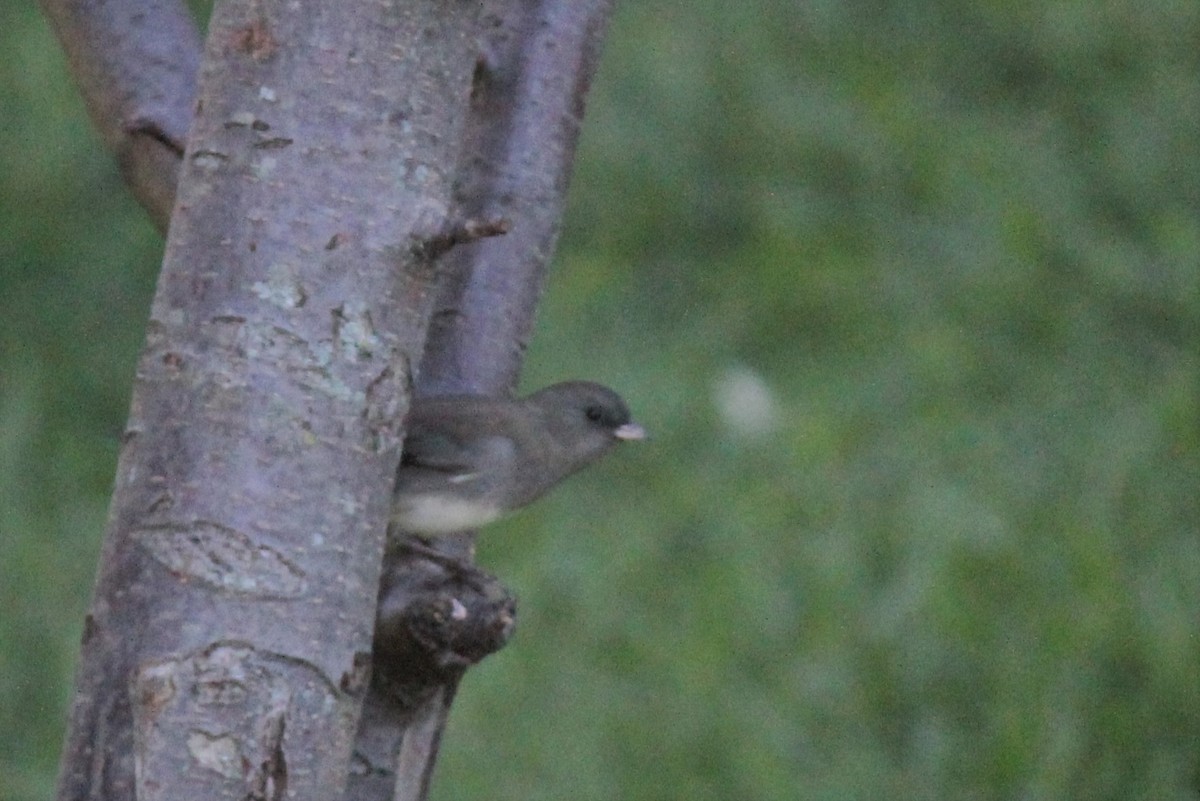 Dark-eyed Junco - ML370772171