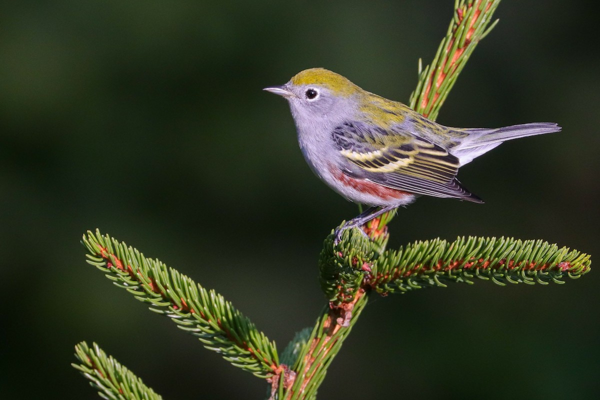 Chestnut-sided Warbler - ML370772401