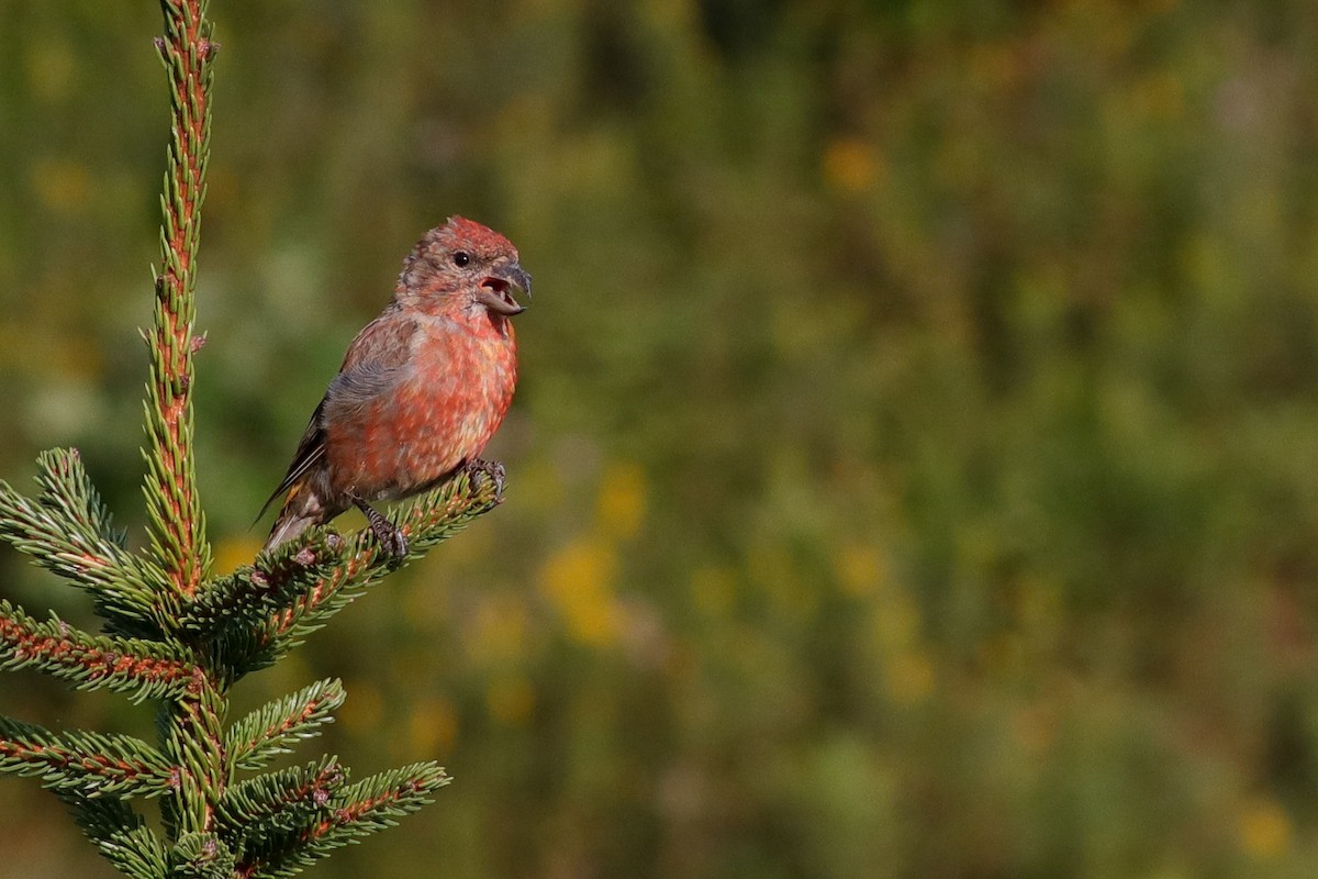 Red Crossbill (Appalachian or type 1) - ML370772541