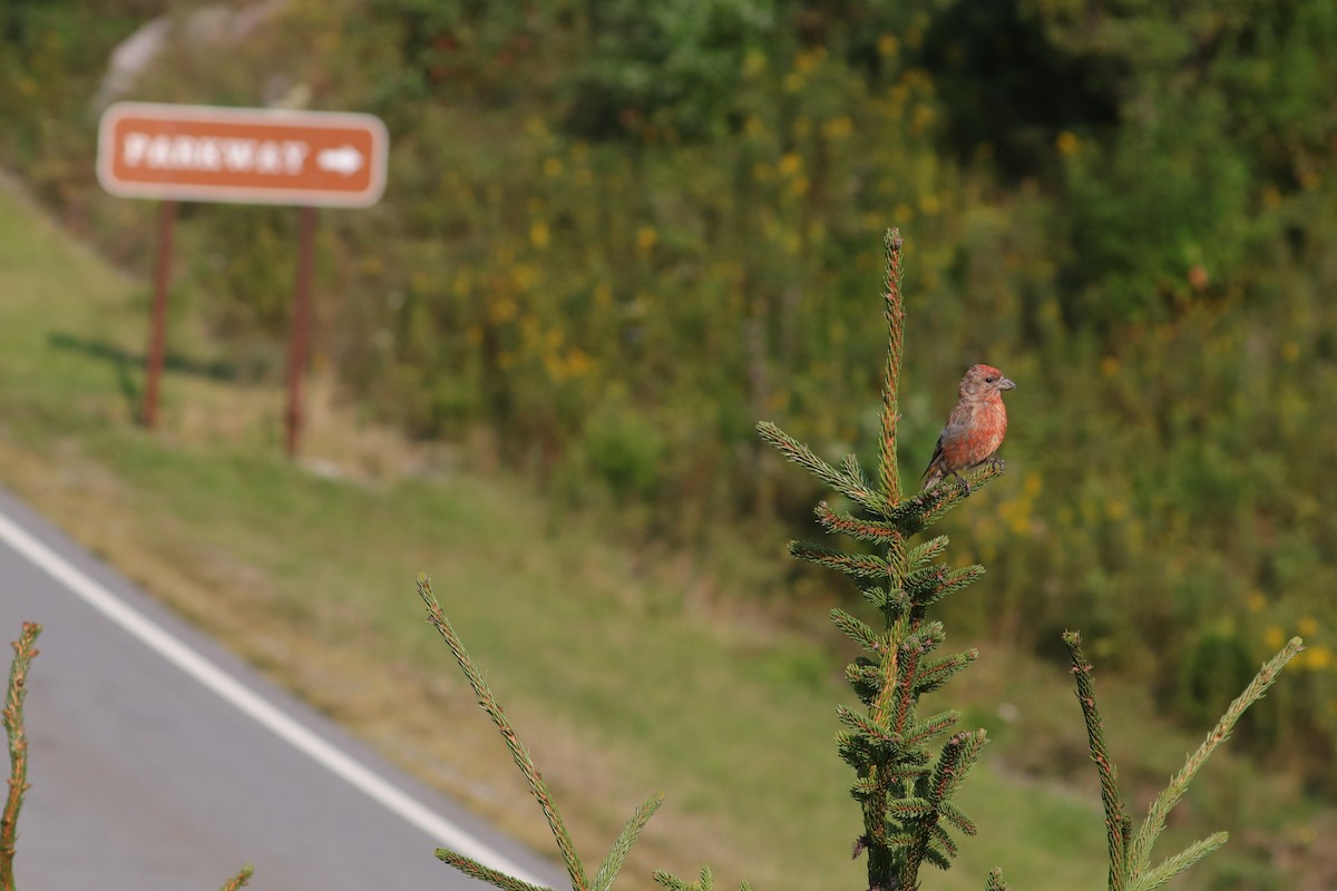 Red Crossbill (Appalachian or type 1) - ML370772581