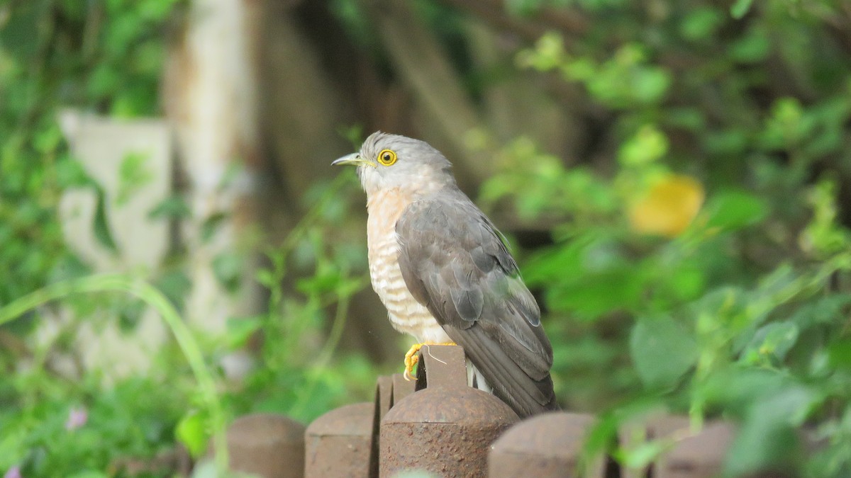 Common Hawk-Cuckoo - Sumiti Saharan