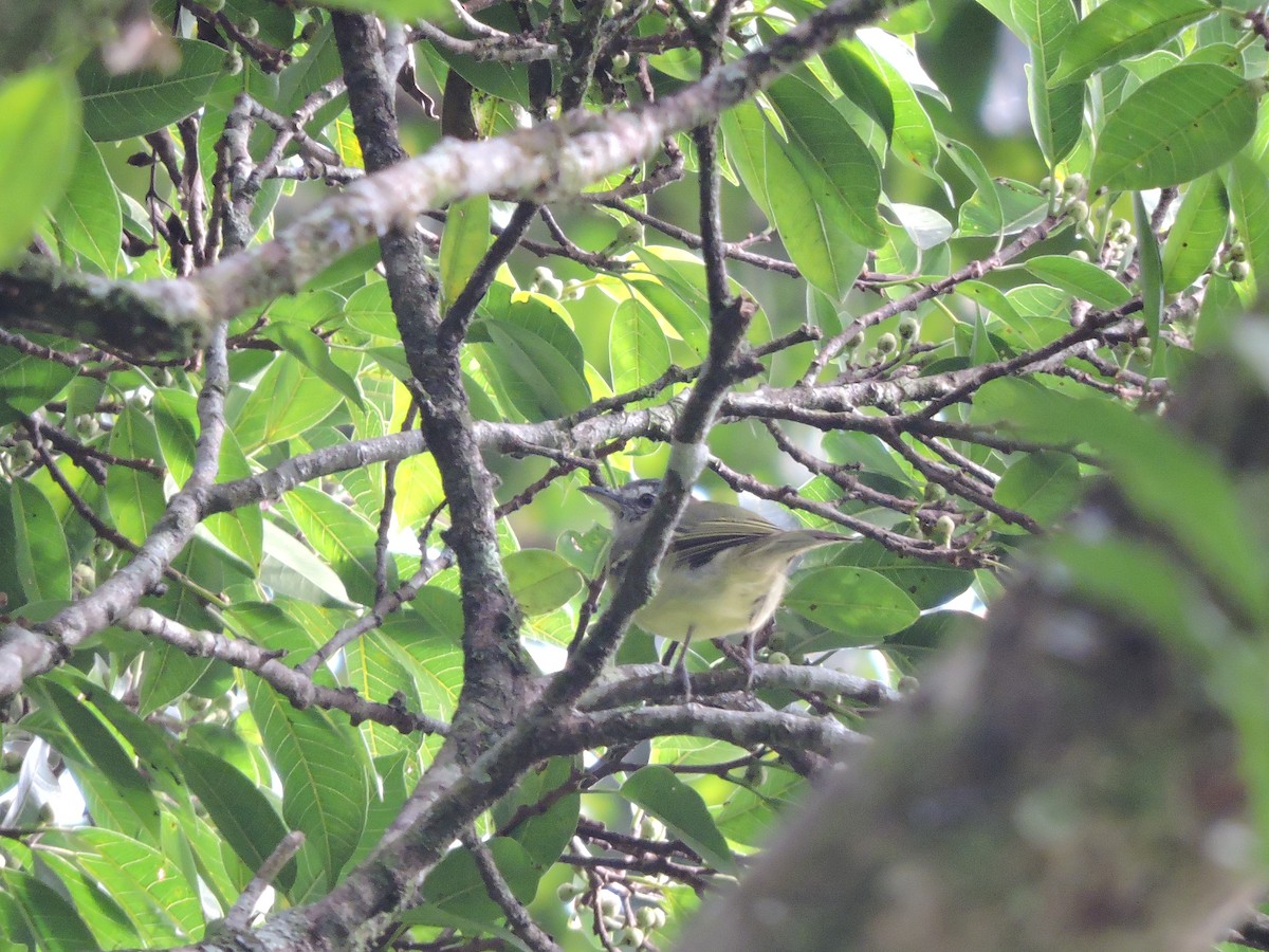 Gray-crowned Flatbill - ML370773281