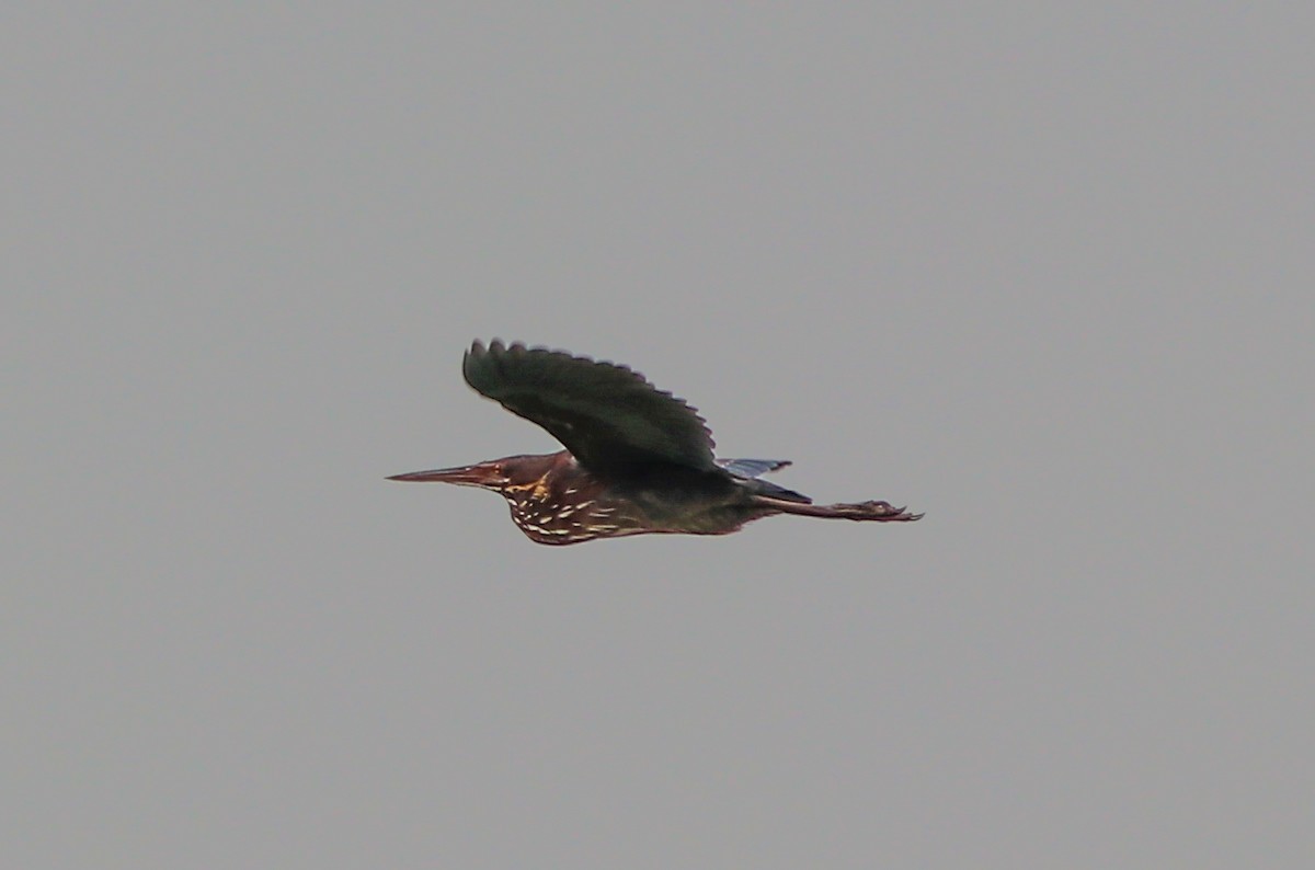 黃頸黑鷺 - ML370773661