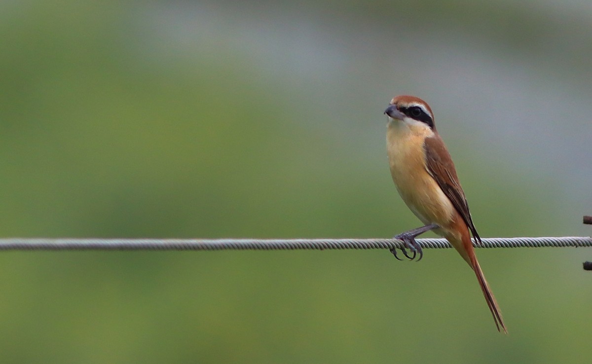 Brown Shrike - Samim Akhter