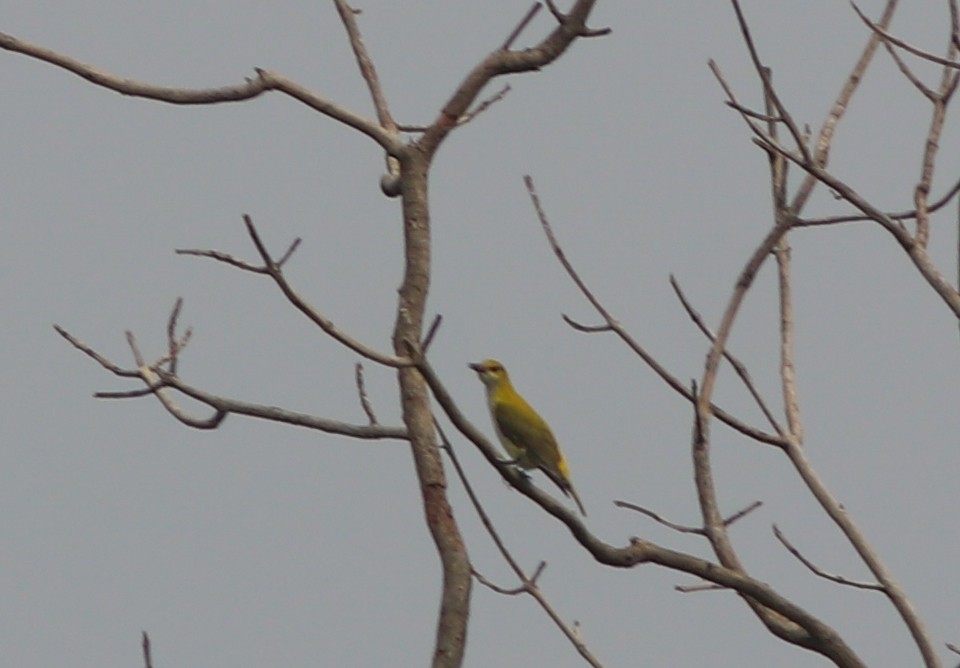 Indian Golden Oriole - ML370773681