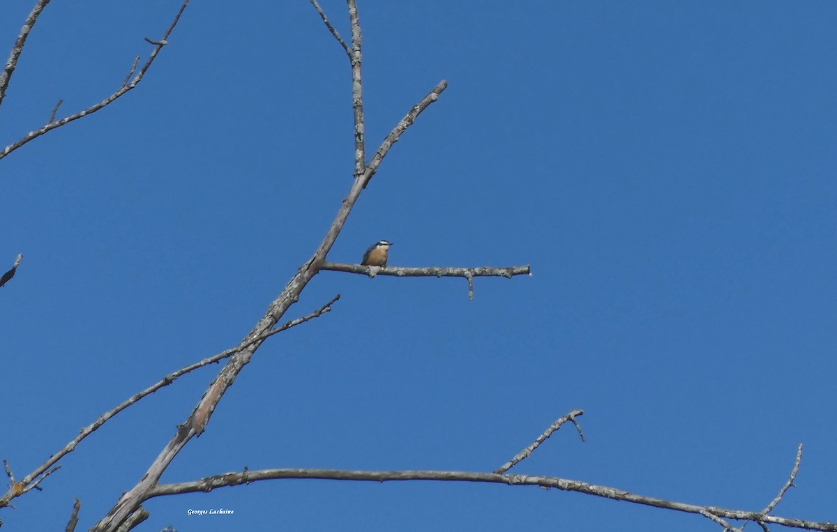 Red-breasted Nuthatch - ML370774821