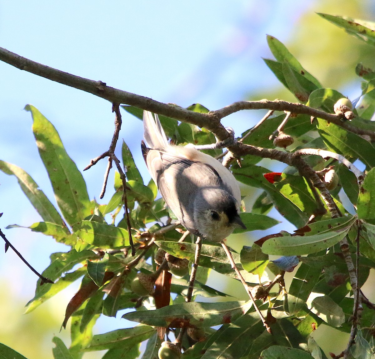Tufted Titmouse - ML370775311