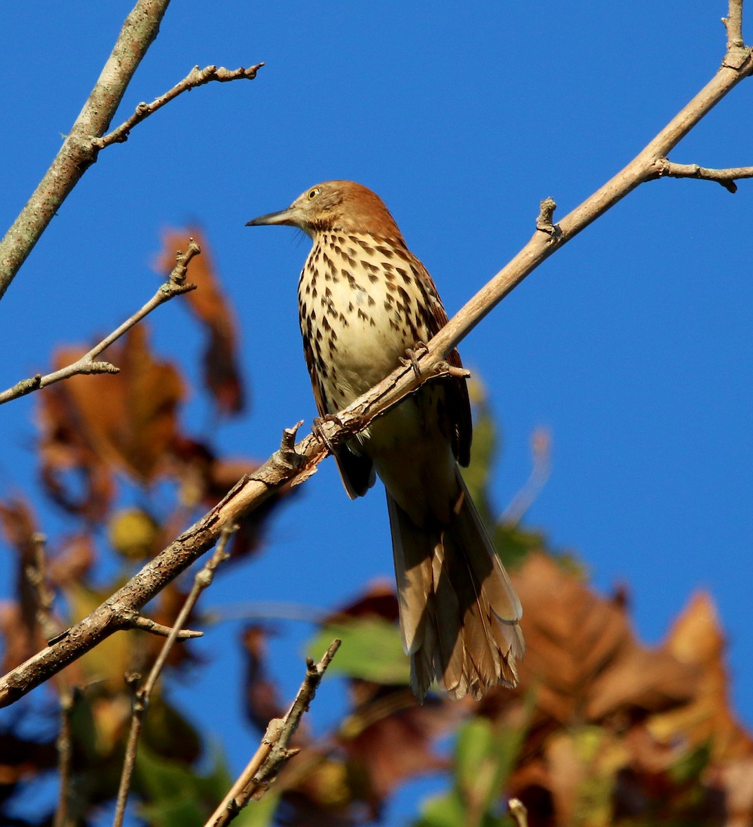 Brown Thrasher - ML370775361