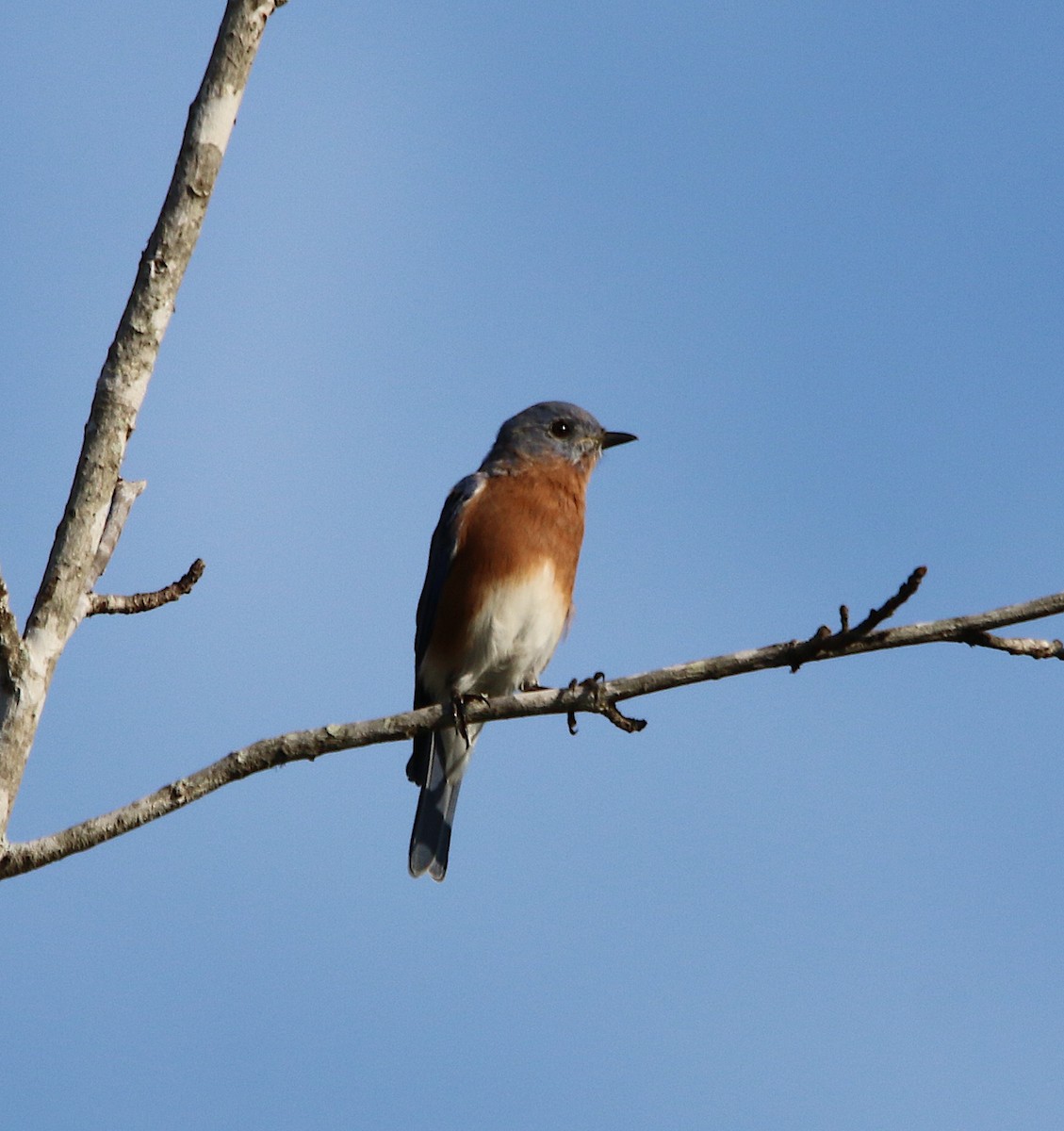 Eastern Bluebird - ML370775411