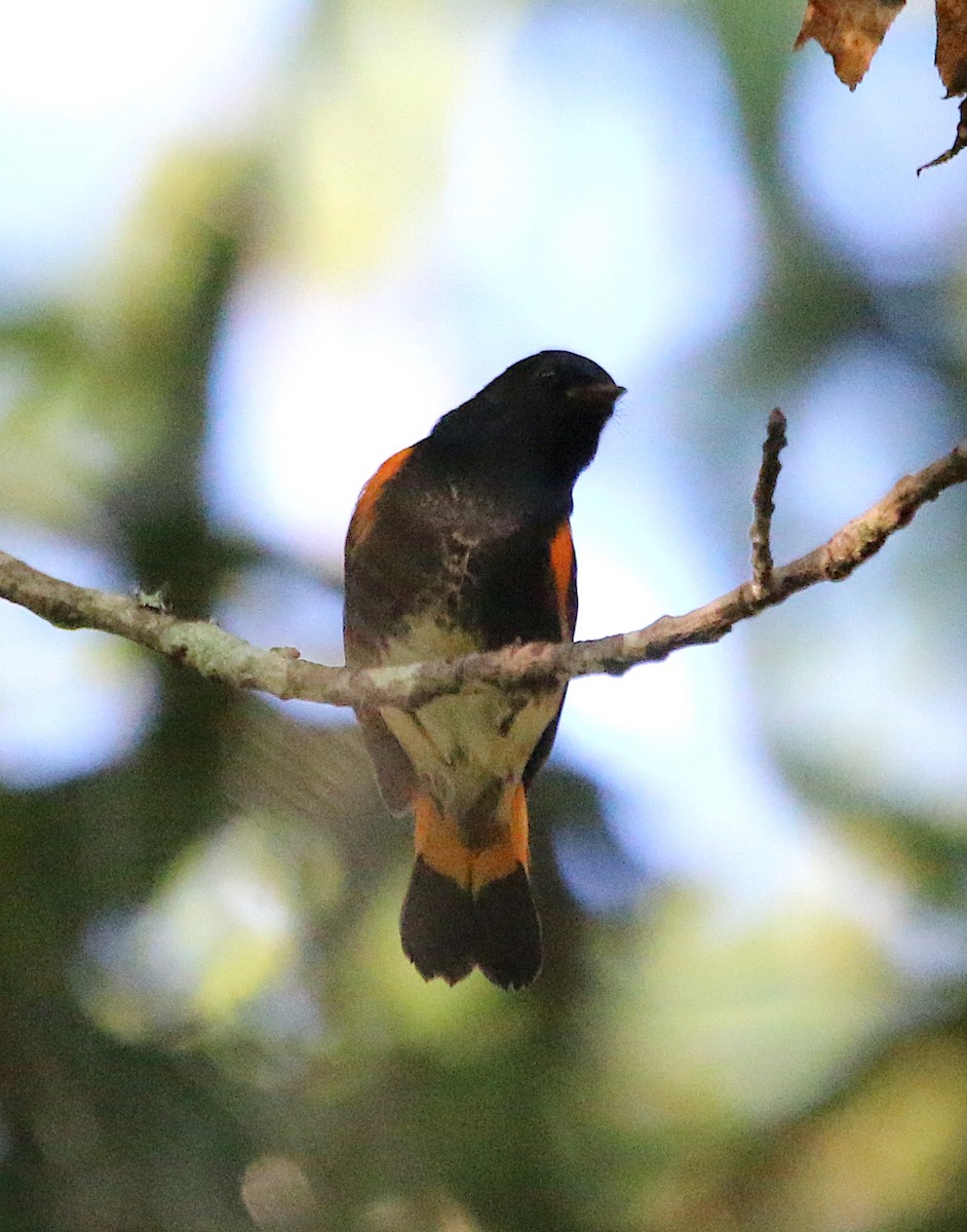 American Redstart - ML370775481