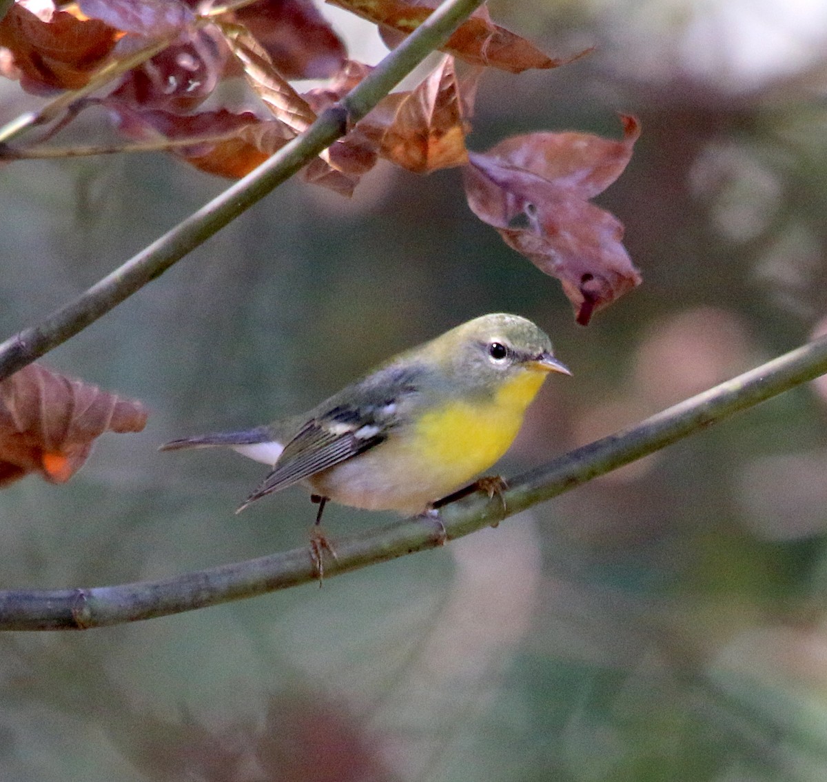 Northern Parula - ML370775551