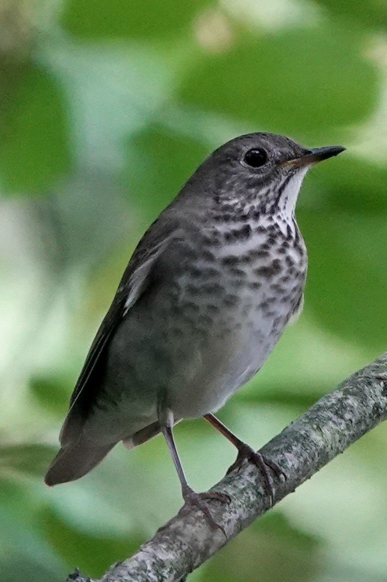 Gray-cheeked Thrush - ML370776071